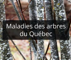 Maladies des arbres du Québec - Image 1
